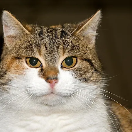 Bergfeuerhof 카우넬탈