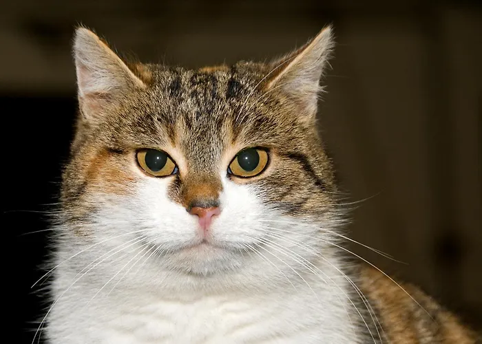 Bergfeuerhof Kaunertal