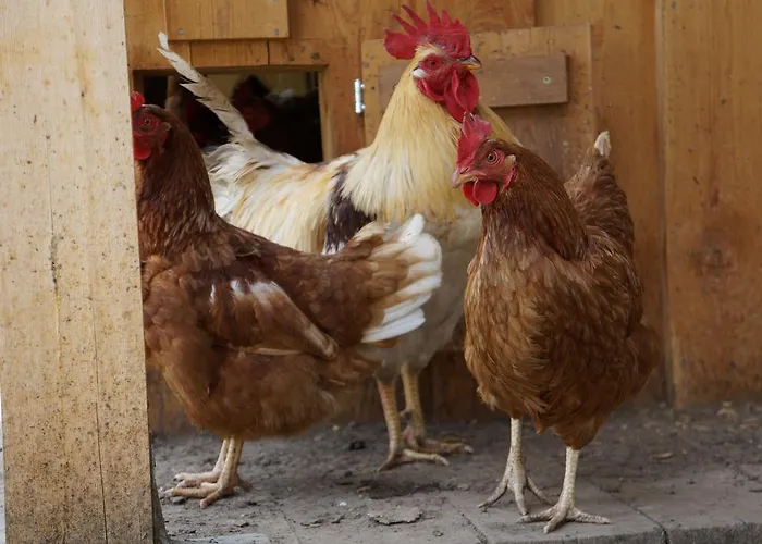 Appartamento Bergfeuerhof