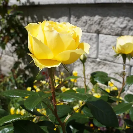 Daire Bergfeuerhof Kaunertal